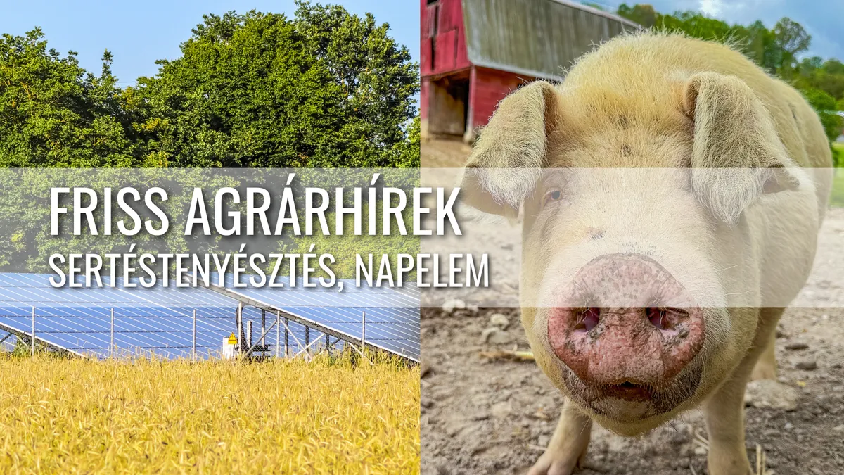 Hibrid sertések és agrovoltaikus gazdálkodás – új irányok az agráriumban