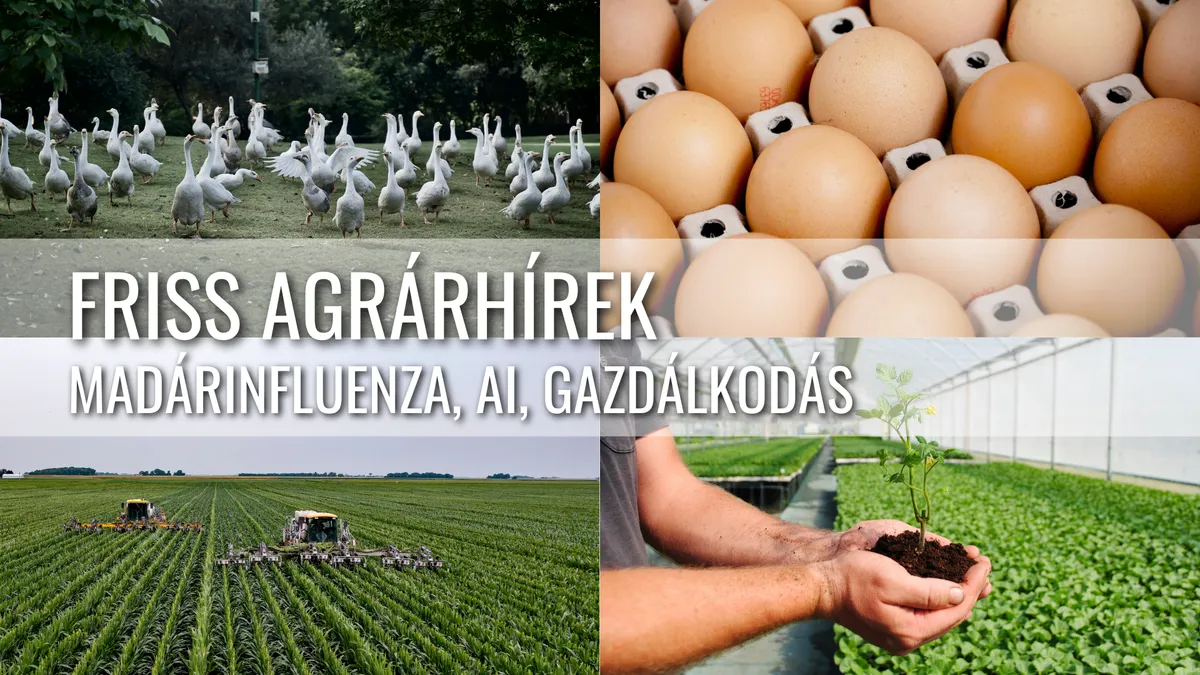 Friss Agrárhírek – Madárinfluenza, Mesterséges Intelligencia és Fenntartható Gazdálkodás