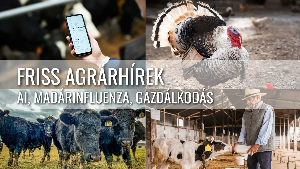 Friss Agrárhírek – AI az Állattartásban, Madárinfluenza és Hőtűrő Tehenek