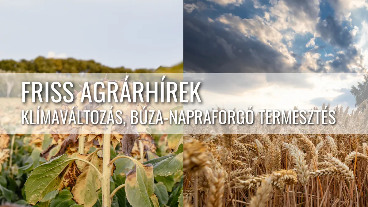 Klímaváltozás az Alföldön – Napraforgó veszteségek és a prémium búza jövője