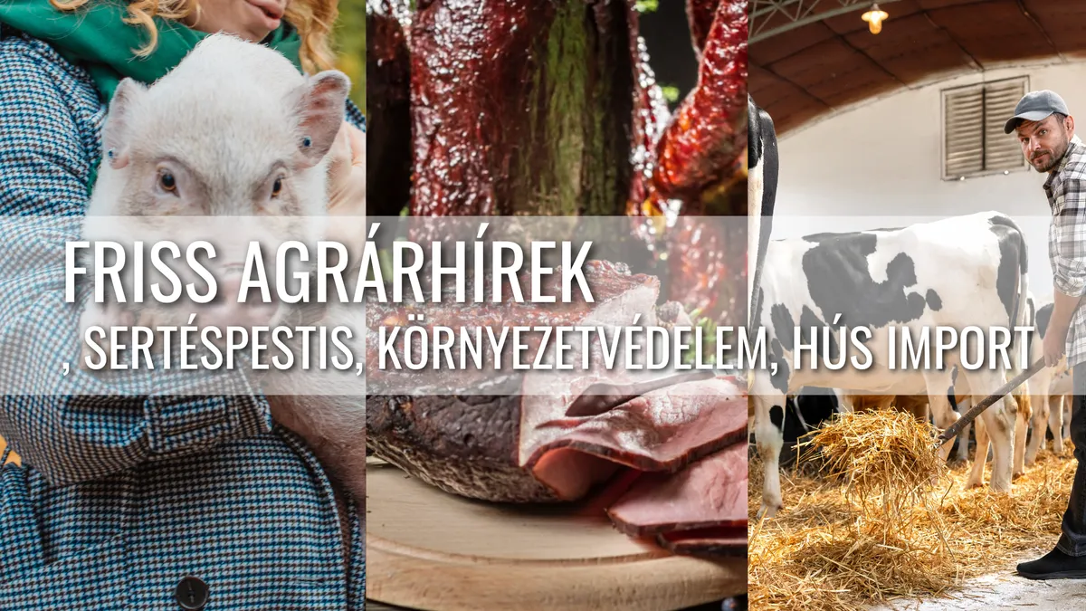 Kulcsfontosságú a sertéspestis elleni védekezés, nőtt a magyar baromfiexport