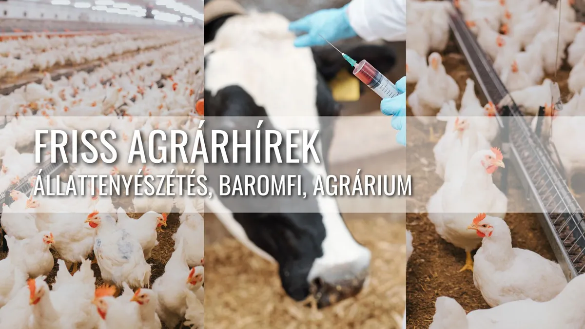 Kína kezében az európai állattenyésztés és a globális húsipari trendek