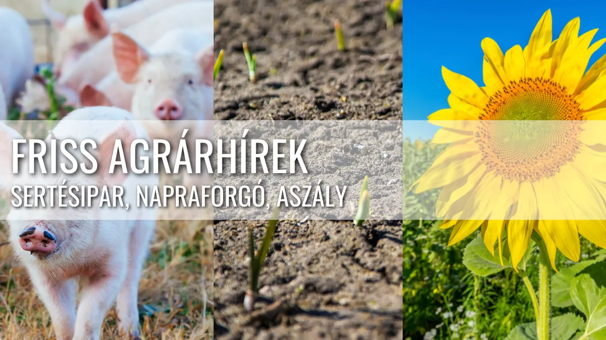 Globális piaci átrendeződés: Sertésipari beruházás, aszály és napraforgó rekord